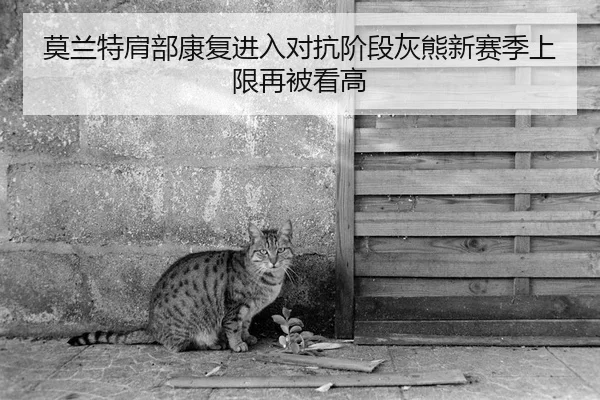 莫兰特肩部康复进入对抗阶段灰熊新赛季上限再被看高